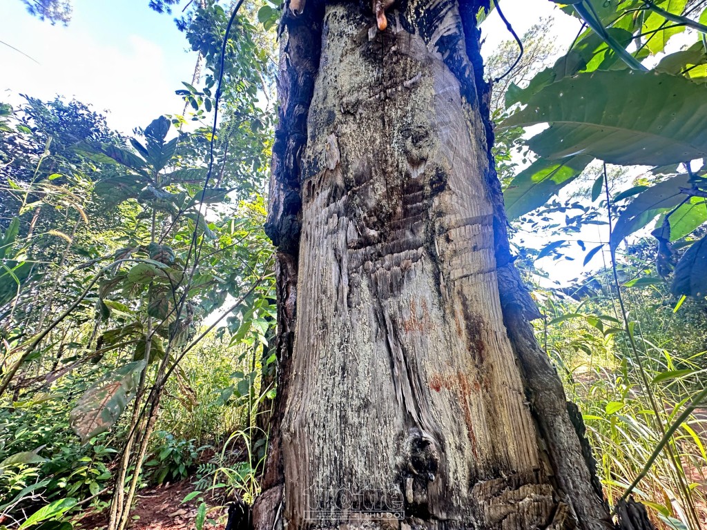 Quảng Ngãi: Xót xa rừng Thông hàng chục năm tuổi bị bức tử