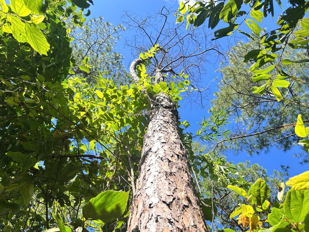 Quảng Ngãi: Xót xa rừng Thông hàng chục năm tuổi bị bức tử