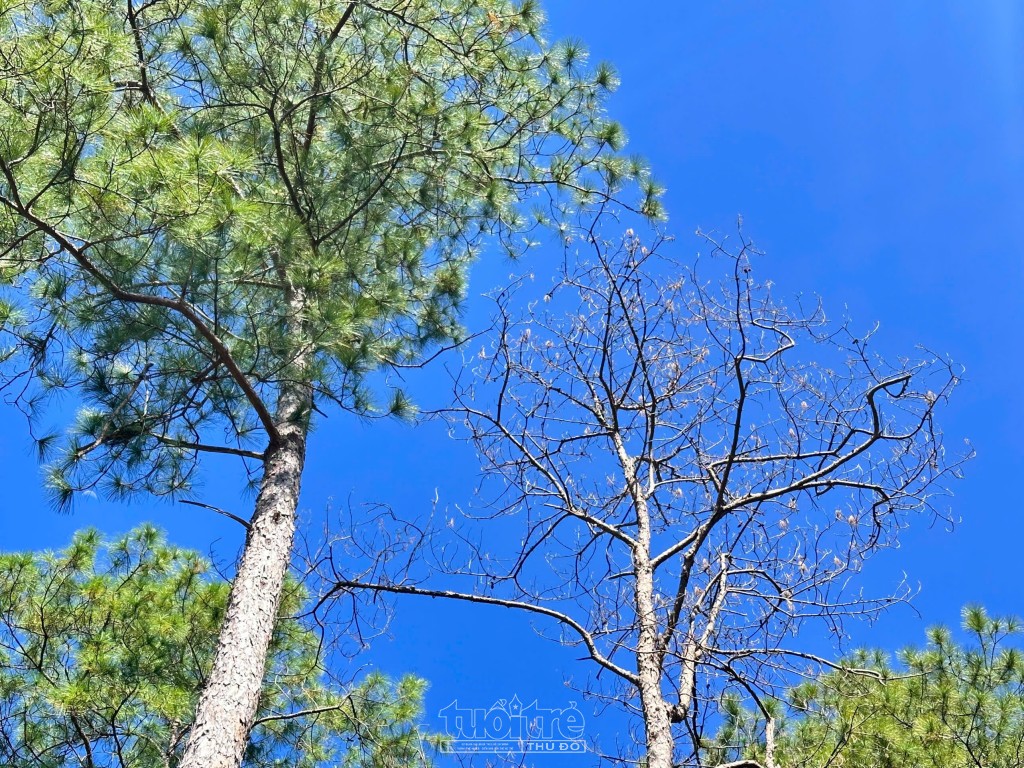 Quảng Ngãi: Xót xa rừng Thông hàng chục năm tuổi bị bức tử