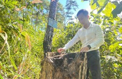 Quảng Ngãi: Rừng thông hàng chục năm tuổi có dấu hiệu bị "bức tử"