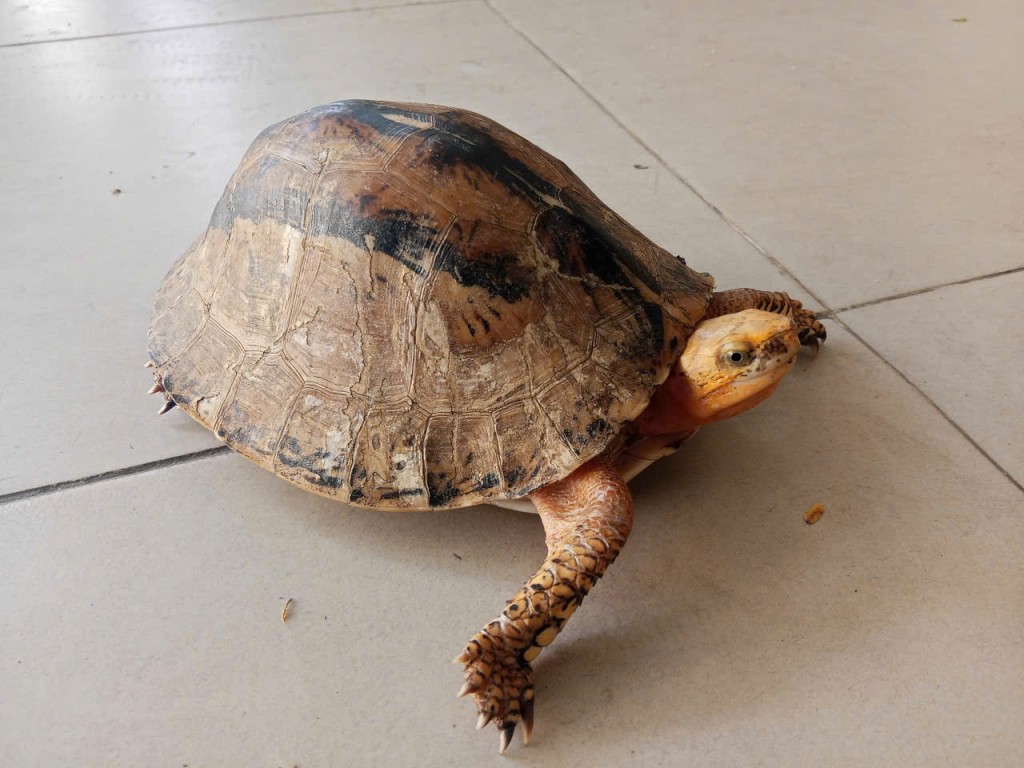 Loài rùa hộp trán vàng miền Trung (Cuora bourreti). Đây là động vật hoang dã quý hiếm (nhóm IB), đứng trước nguy cơ tuyệt chủng cao.