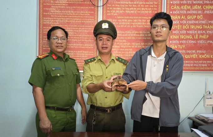 Đà Nẵng: Người dân phát hiện, giao nộp cá thể rùa quý hiếm