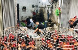 Xử lý nghiêm hoạt động vận chuyển, buôn bán động vật không đúng quy định