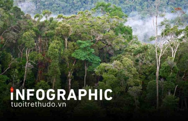 Tầm quan trọng của rừng trong cuộc chiến giảm phát thải mê-tan