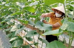 Đẩy mạnh chuyển đổi số, minh bạch nguồn gốc hướng tới nền nông nghiệp an toàn, bền vững