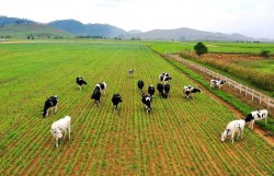 Chung tay giảm phát thải mê-tan vì tương lai xanh