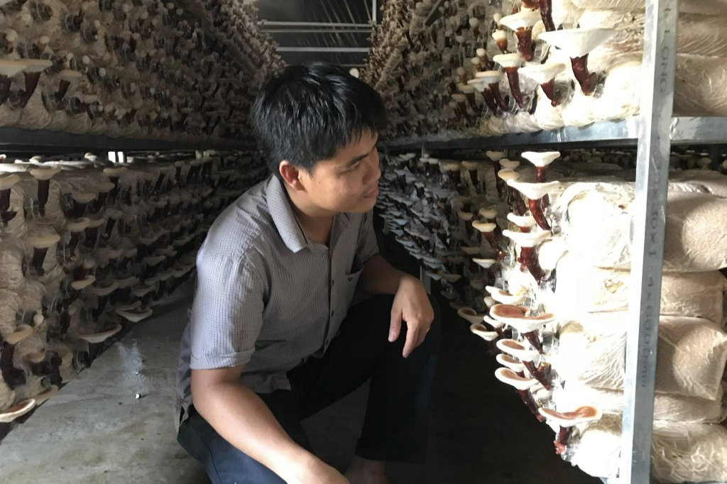 Anh Trần Tài kiểm tra nấm 