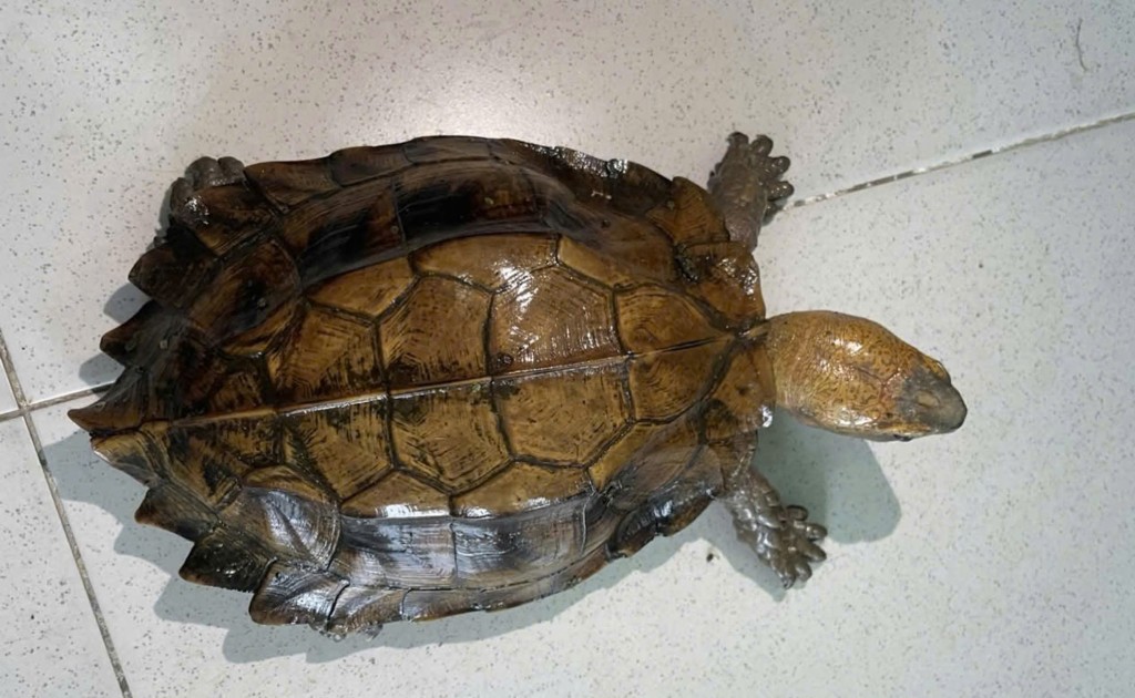 Cá thể Rùa hộp trán vàng miền Trung (thuộc Nhóm IB, loài nguy cấp, quý, hiếm) được người dân tự nguyện giao nộp.