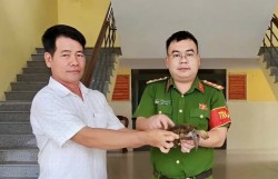 Đà Nẵng: Người dân tự nguyện giao nộp rùa hộp trán vàng quý hiếm