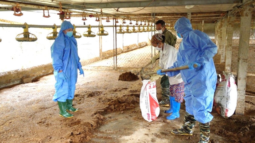 Tập trung xử lý môi trường và tái đàn vật nuôi sau mưa, lũ Tập trung xử lý môi trường và tái đàn vật nuôi sau mưa, lũ