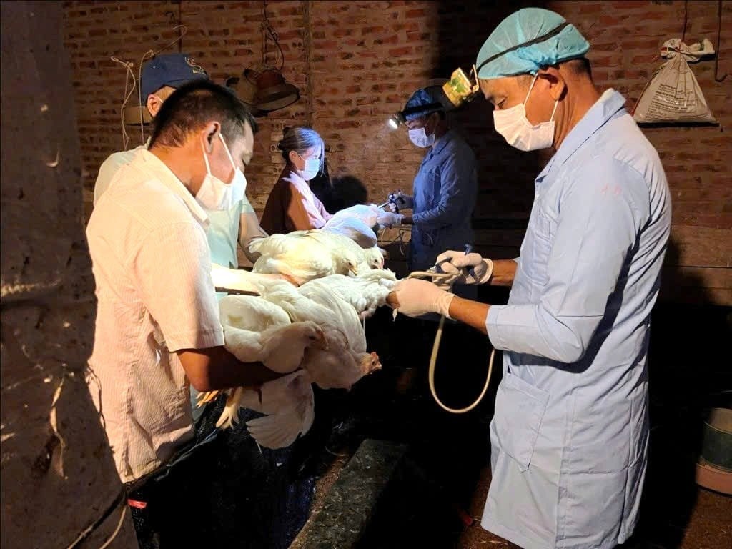 Tập trung xử lý môi trường và tái đàn vật nuôi sau mưa, lũ Tập trung xử lý môi trường và tái đàn vật nuôi sau mưa, lũ