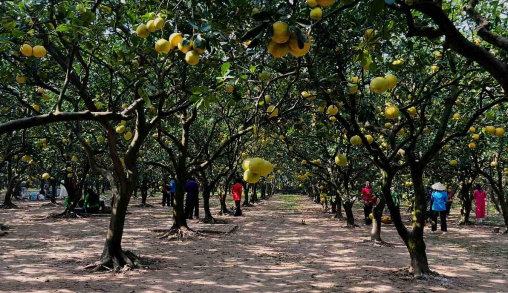 Thúc đẩy chuyển đổi phương thức sản xuất rau, hoa quả theo quy trình VietGAP