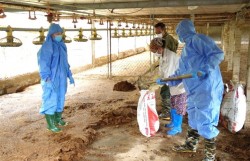 Tập trung xử lý môi trường và tái đàn vật nuôi sau mưa, lũ