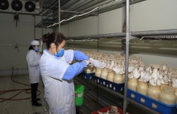 Thúc đẩy chuyển đổi phương thức sản xuất rau, hoa quả theo quy trình VietGAP