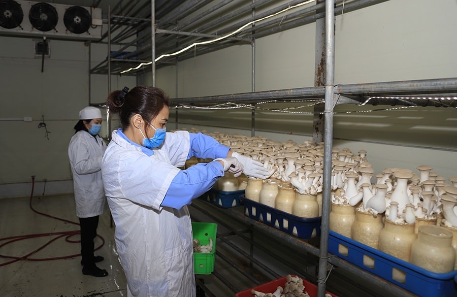 Thúc đẩy chuyển đổi phương thức sản xuất rau, hoa quả theo quy trình VietGAP