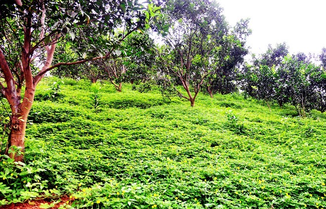 Trồng cây che phủ - giải pháp tự nhiên giảm phát thải khí metan