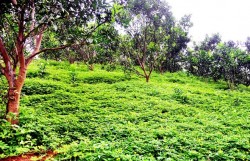 Trồng cây che phủ - giải pháp tự nhiên giảm phát thải khí metan