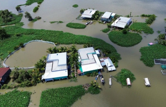 Tây Ninh: Lũ và triều cường gây thiệt hại gần 830 hecta nông nghiệp