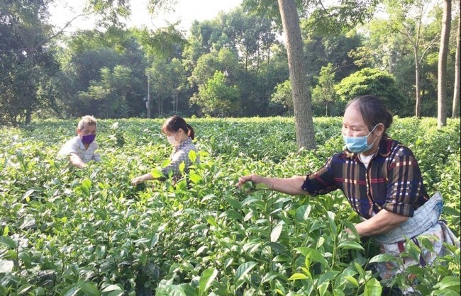 Hoạt động khuyến nông thúc đẩy phát triển nông nghiệp đa giá trị, bền vững