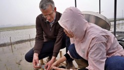 Một số giải pháp giảm phát thải khí mê-tan trong trồng trọt