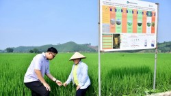 Hoạt động sản xuất nông nghiệp gắn với việc giảm phát thải khí mê-tan