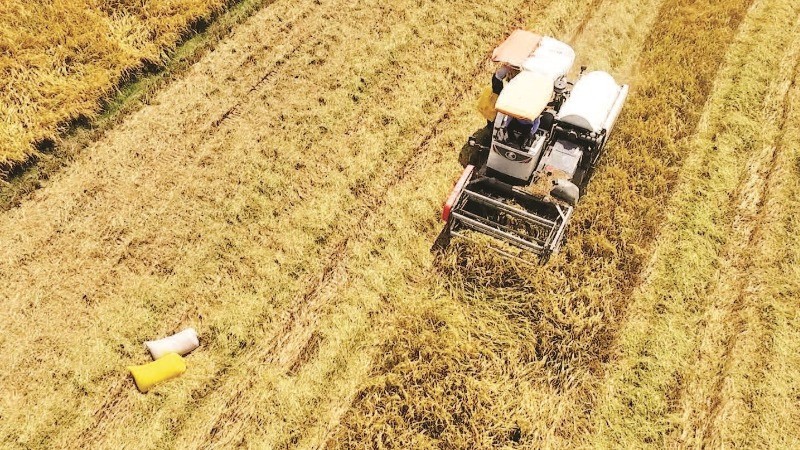 Hoạt động sản xuất nông nghiệp gắn với việc giảm phát thải khí mê-tan