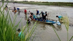 Giảm phát thải khí mê-tan tới từng vùng sinh thái và nhóm cây trồng