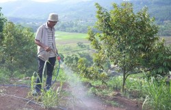 Nhân rộng mô hình canh tác giảm phát thải khí mê-tan