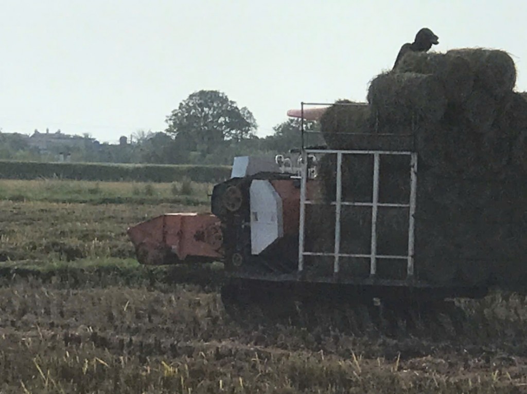 Máy thu gom rơm tại cánh đồng Hưng Phú Sử dụng chế phẩm sinh học để xử lý chất thải hữu cơ nhằm hạn chế khí mê-tan