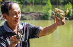 Cà Mau tìm kiếm “vua cua” trong cuộc thi xác lập kỷ lục