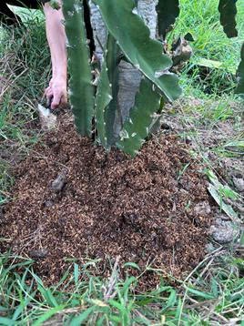 Chất thải chăn nuôi gà được ủ compost hữu cơ, tạo nguồn dinh dưỡng an toàn cho cây thanh long Chất thải chăn nuôi gà được ủ compost hữu cơ, tạo nguồn dinh dưỡng an toàn cho cây thanh long