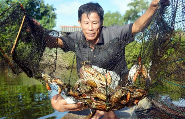 Hương rừng vị biển hòa quyện trong Ngày hội Cua Cà Mau 2025