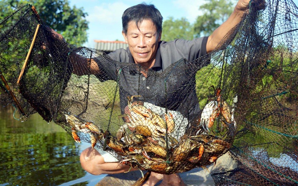 Cua biển là mặt hàng chủ lực mang lại giá trị kinh tế lớn cho tỉnh Cà Mau.