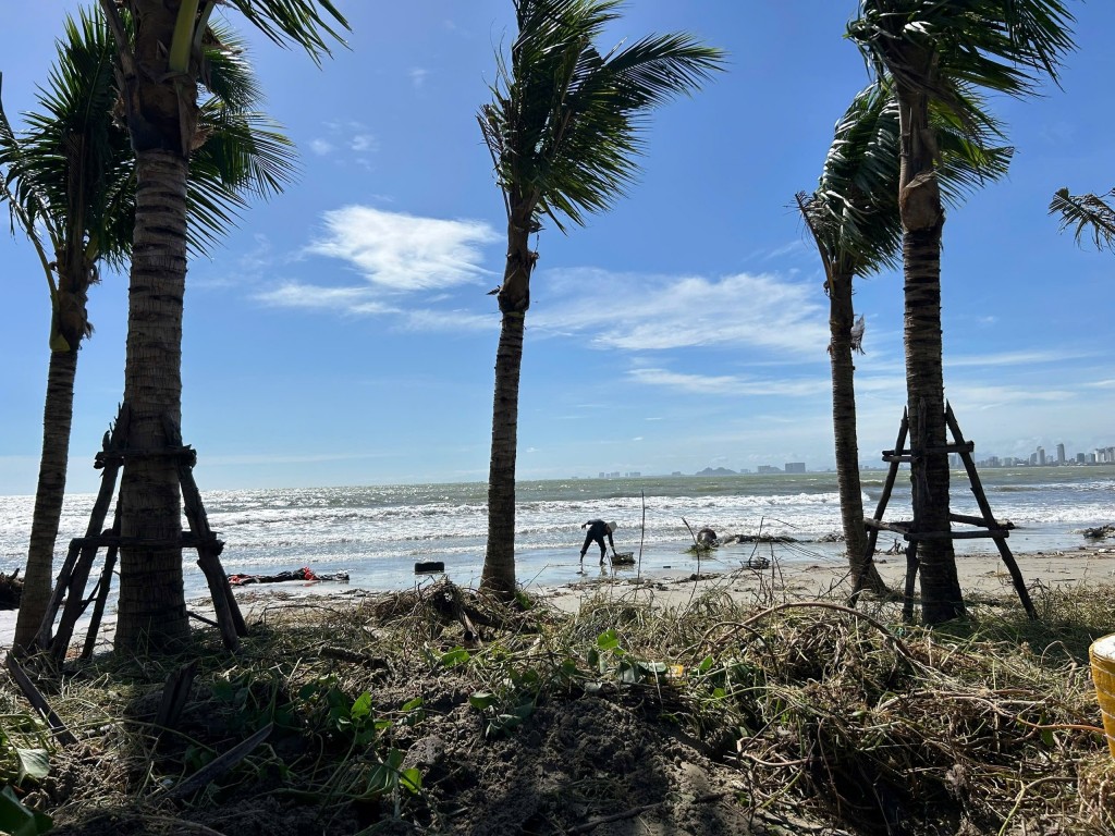 Sau ảnh hưởng bão số 13, hàng dừa ven biển đổ la liệt, rác thải ngập ngụa tại bãi biển (Ảnh Út Vũ) Sau ảnh hưởng bão số 13, hàng dừa ven biển đổ la liệt, rác thải ngập ngụa tại bãi biển (Ảnh Út Vũ)