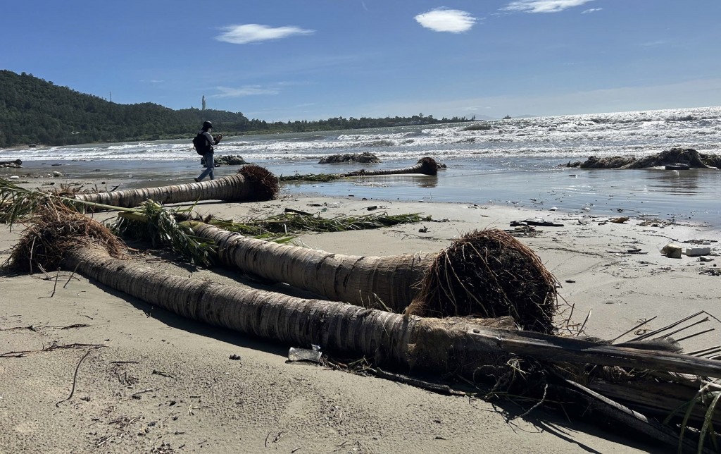 Dừa bật gốc, cát phủ kín 3 km đường ven biển Đà Nẵng (Ảnh Út Vũ) Dừa bật gốc, cát phủ kín 3 km đường ven biển Đà Nẵng (Ảnh Út Vũ)