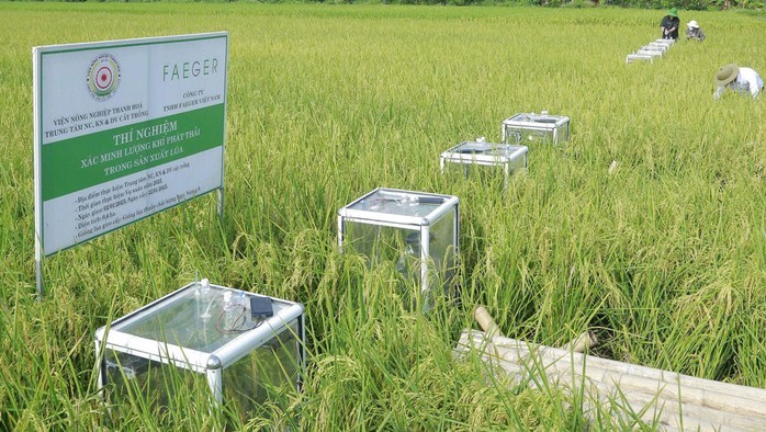 Dự án thí điểm “Tạo tín chỉ carbon trong sản xuất lúa” vụ xuân năm 2025 tại xã Yên Phong, huyện Yên Đỉnh, tỉnh Thanh Hóa Hướng tới nông nghiệp xanh, giảm phát thải và tạo tín chỉ carbon | Tin trong nước | Viện Nghiên cứu Mía Đường - Sugarcane Research Institute