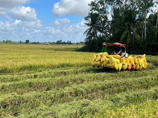 Trồng lúa hữu cơ giảm phát thải giúp nông dân tăng thu nhập Trồng lúa hữu cơ giảm phát thải giúp nông dân tăng thu nhập