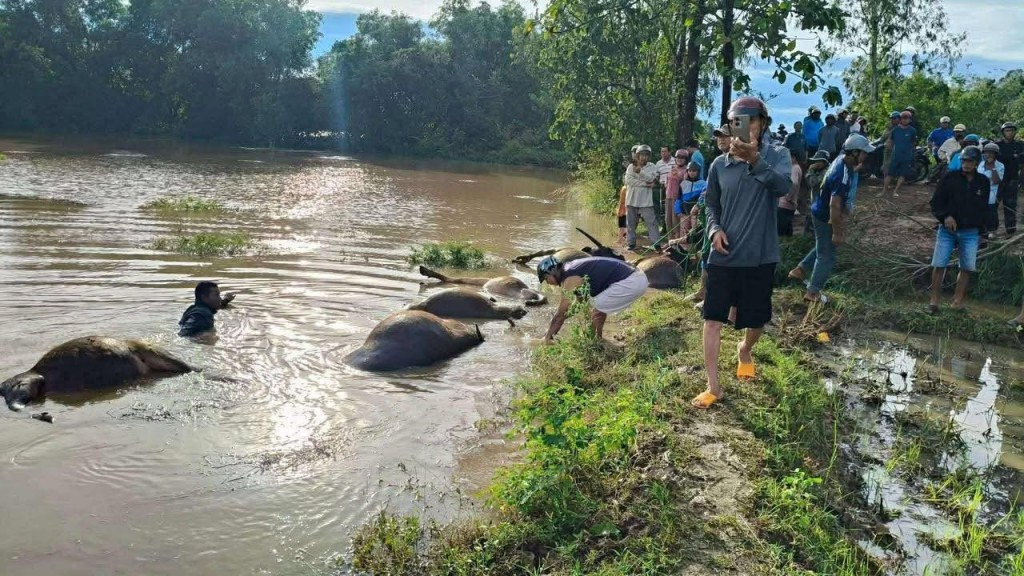 Mưa lũ làm 23 con trâu của người dân xã Ea Súp ở Đắk Lắk bị chết ngạt Mưa lũ làm 23 con trâu của người dân xã Ea Súp ở Đắk Lắk bị chết ngạt