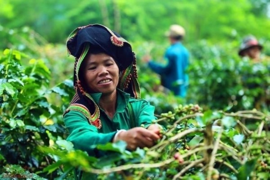 Người dân Mường Ảng thu hoạch cà phê Arabica sinh thái. Tăng cường hoạt động cải tạo đất để giảm phát thải khí mê-tan