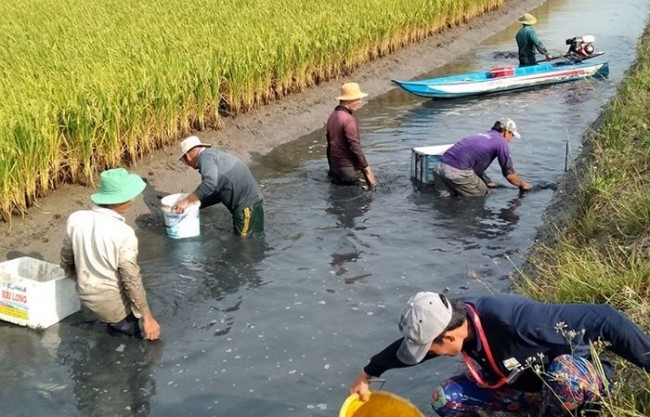 Áp dụng các kỹ thuật canh tác tiên tiến nhằm giảm phát thải khí mê-tan