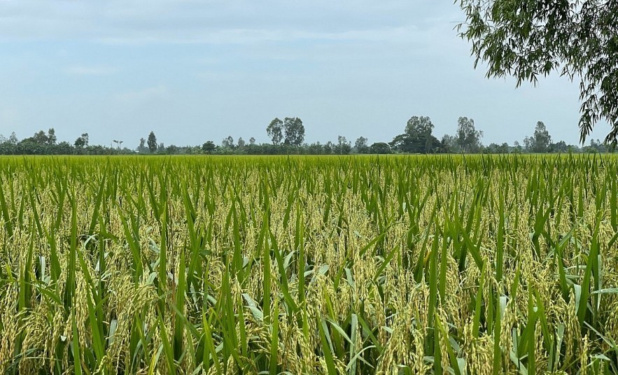 Áp dụng các kỹ thuật canh tác tiên tiến nhằm giảm phát thải khí mê-tan Áp dụng các kỹ thuật canh tác tiên tiến nhằm giảm phát thải khí mê-tan