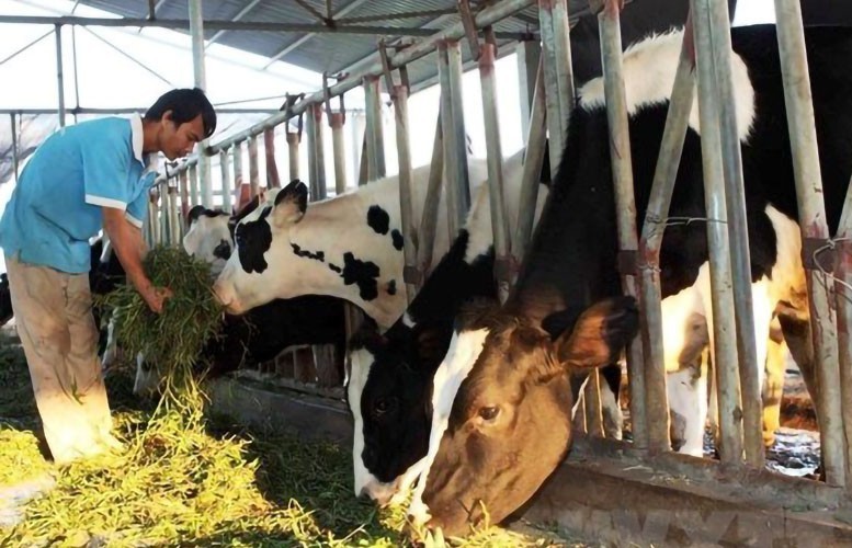 Giảm thiểu lượng rác thải nông nghiệp gây ra phát thải khí mê-tan