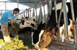 Giảm thiểu lượng rác thải nông nghiệp gây ra phát thải khí mê-tan