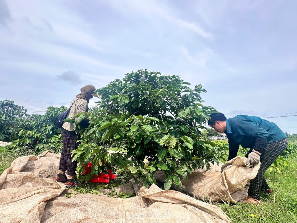 Quảng Ngãi: Khan nhân công tại “thủ phủ” cà phê Quảng Ngãi: Khan nhân công tại “thủ phủ” cà phê