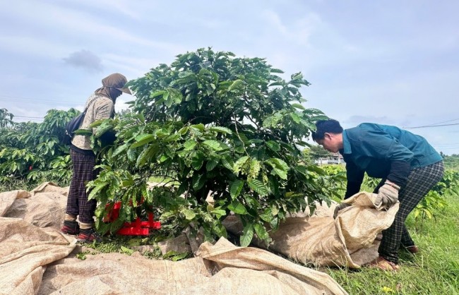 Thị trường lao động nhộn nhịp nhưng thiếu nhân công hái cà phê
