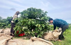 Thị trường lao động nhộn nhịp nhưng thiếu nhân công hái cà phê