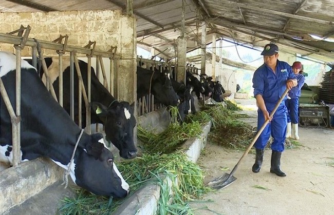 Giải pháp dinh dưỡng trong chăn nuôi nhằm giảm phát thải khí mê-tan