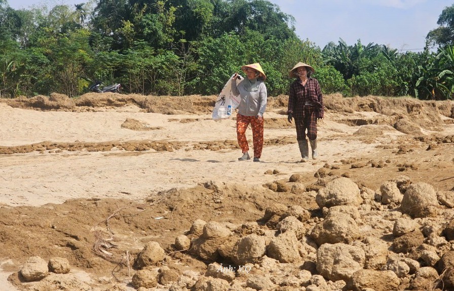 Đà Nẵng: Cát bồi lấp cả một vùng, người dân Gò Nổi điêu đứng