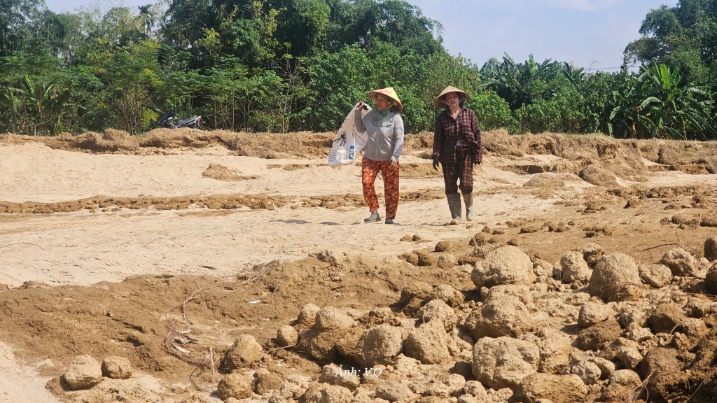 Đà Nẵng: Cát bồi lấp cả một vùng, người dân Gò Nổi điêu đứng Đà Nẵng: Cát bồi lấp cả một vùng, người dân Gò Nổi điêu đứng