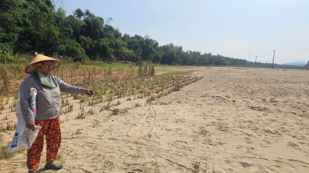 Cát bồi lấp cả một vùng sản xuất, người dân Gò Nổi điêu đứng Cát bồi lấp cả một vùng sản xuất, người dân Gò Nổi điêu đứng